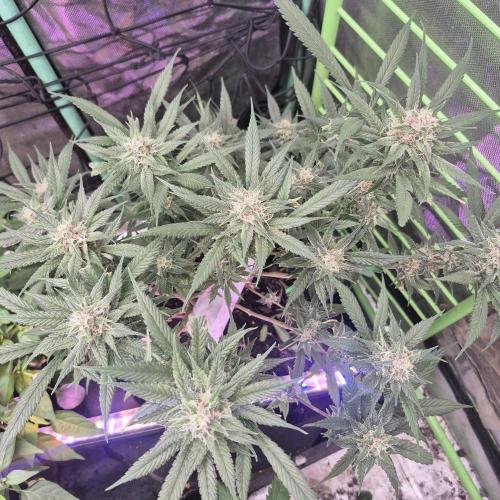 FF trop.cookies 420fastbuds. Week 11