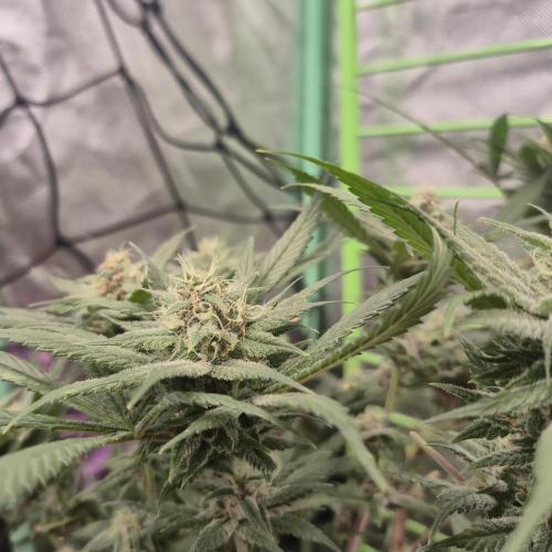 FF trop.cookies 420fastbuds. Week 11