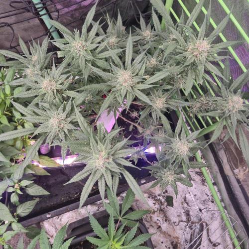 FF trop.cookies 420fastbuds. Week 11