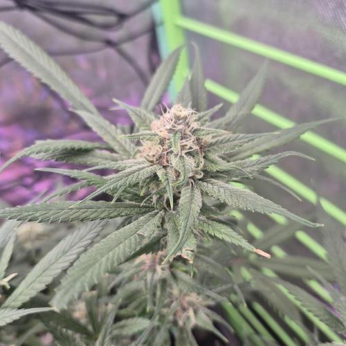 FF trop.cookies 420fastbuds. Week 11