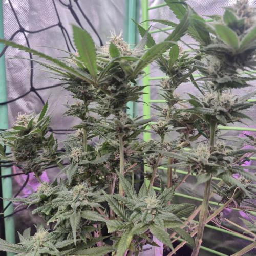 FF trop.cookies 420fastbuds. Week 11
