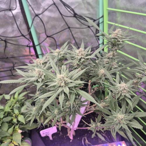 Tropicana Cookies FF. Week 11