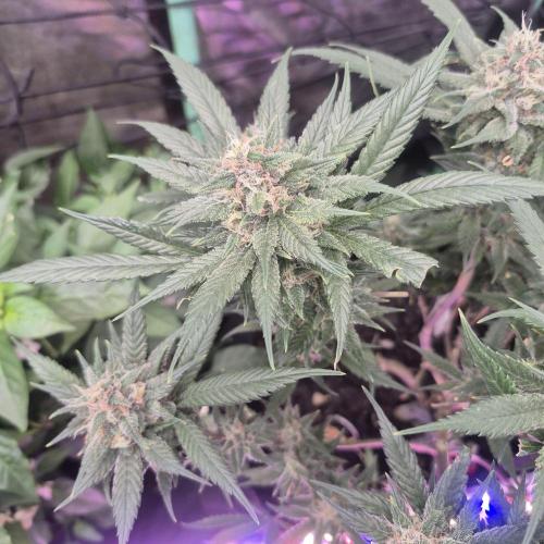 FF trop.cookies 420fastbuds. Week 12