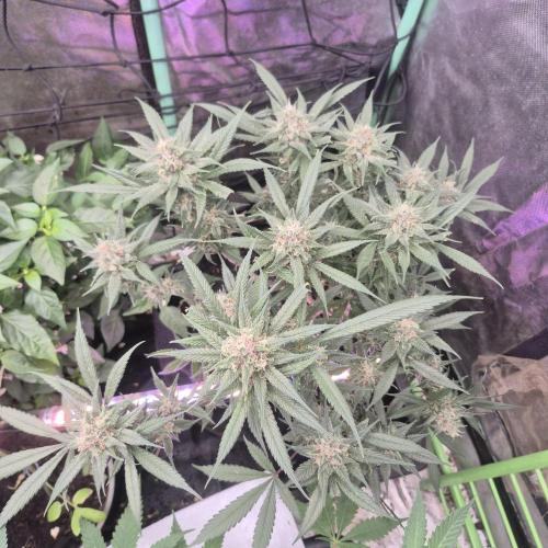 FF trop.cookies 420fastbuds. Week 12