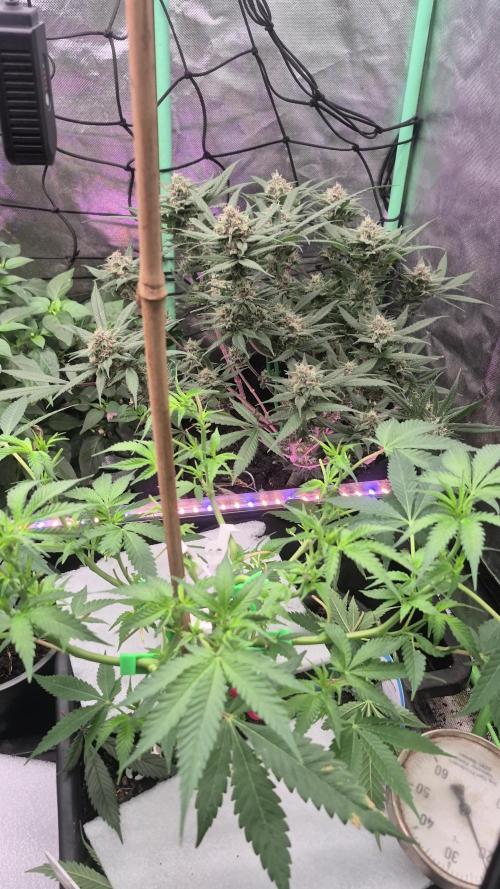 FF trop.cookies 420fastbuds