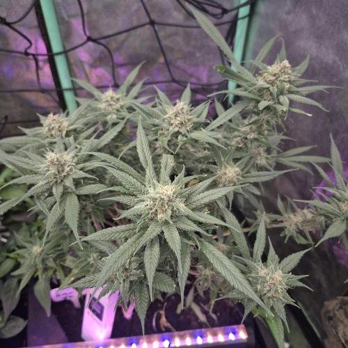 FF trop.cookies 420fastbuds. Week 12