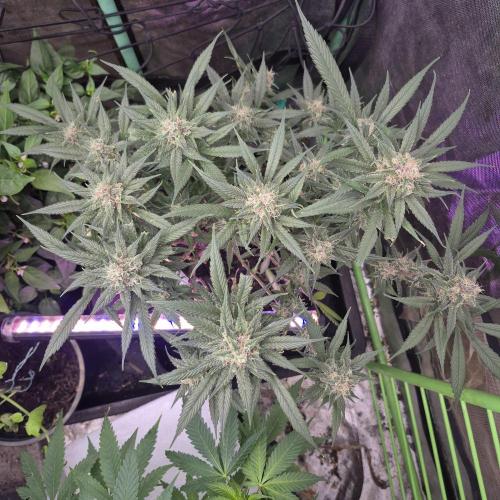 FF trop.cookies 420fastbuds. Week 12