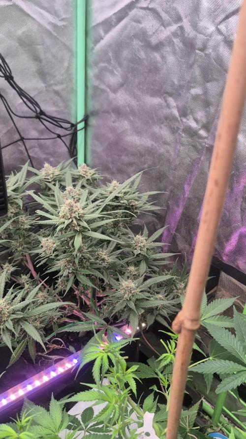 FF trop.cookies 420fastbuds