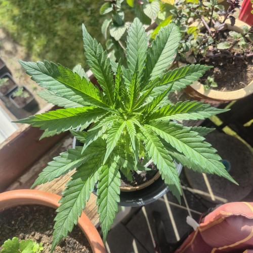 GG4 SHERBERT FF 420FASTBUDS vegitation. Week 7