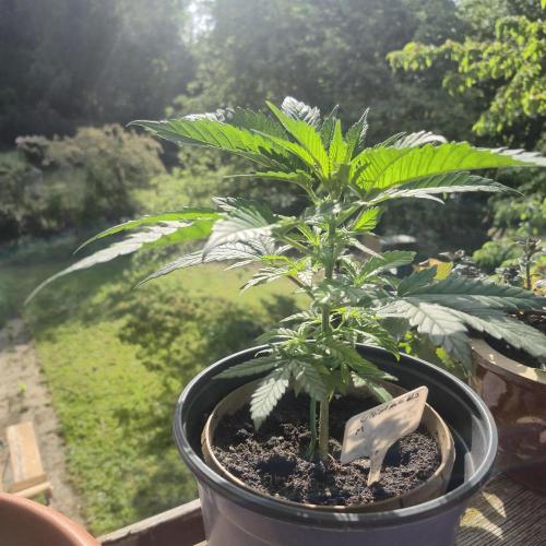 GG4 SHERBERT FF 420FASTBUDS vegitation. Week 7