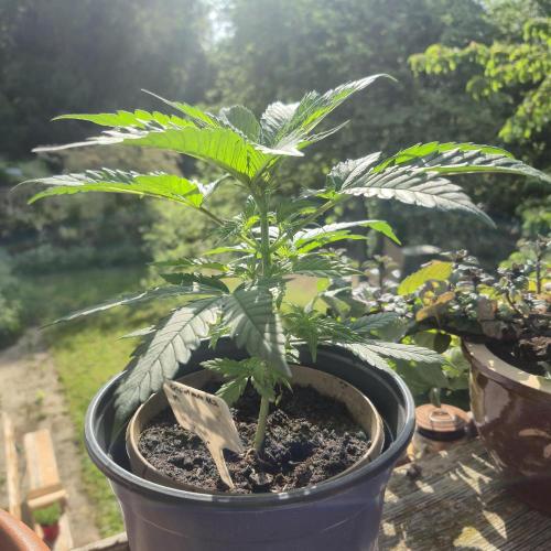 GG4 SHERBERT FF 420FASTBUDS vegitation. Week 7