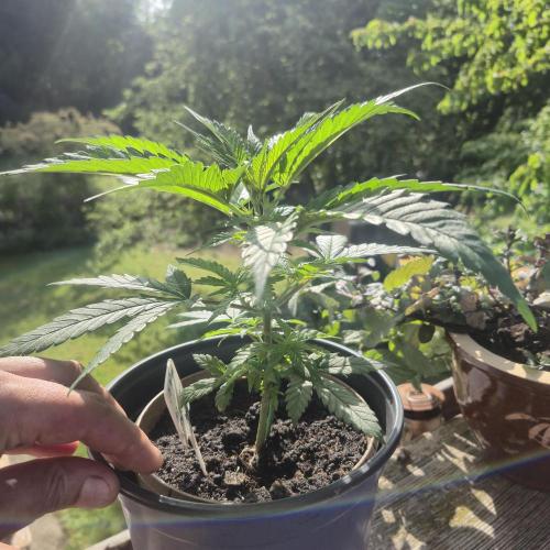 GG4 SHERBERT FF 420FASTBUDS vegitation. Week 7