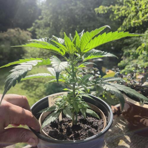 GG4 SHERBERT FF 420FASTBUDS vegitation. Week 7