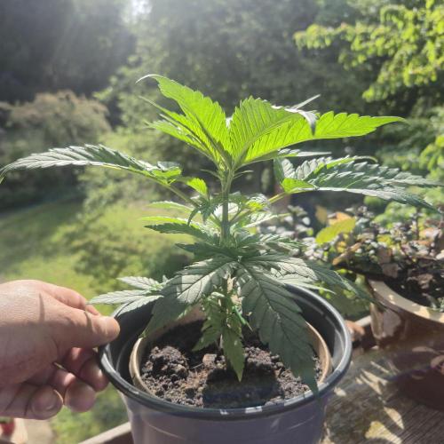 GG4 SHERBERT FF 420FASTBUDS vegitation. Week 7