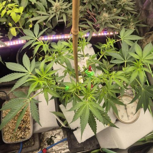 Jelly dontuz humboltseedco. Week 2