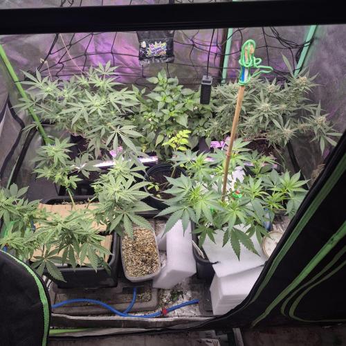 Jelly dontuz humboltseedco. Week 2