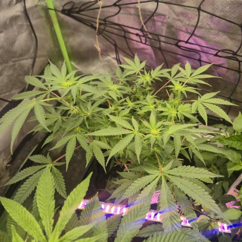 Jelly dontuz humboltseedco. Week 2
