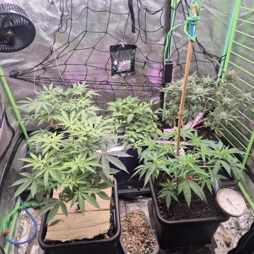 Jelly dontuz humboltseedco. Week 2