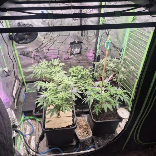 Jelly dontuz humboltseedco. Week 2