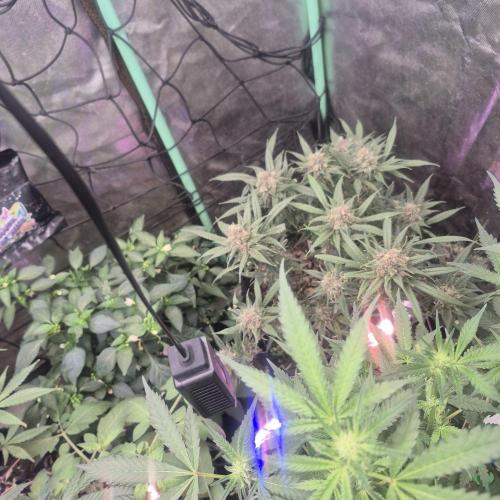 FF trop.cookies 420fastbuds. Week 13