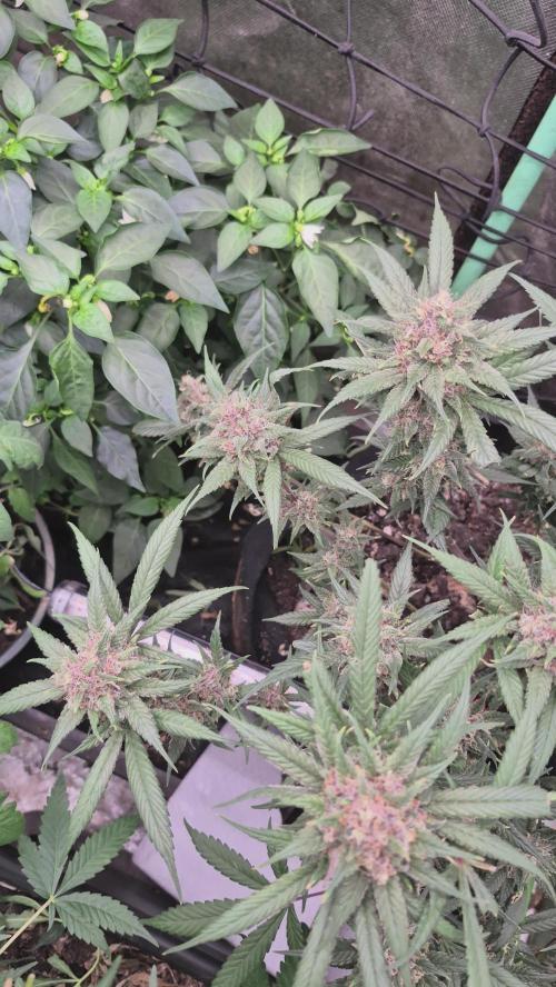 FF trop.cookies 420fastbuds. Week 13