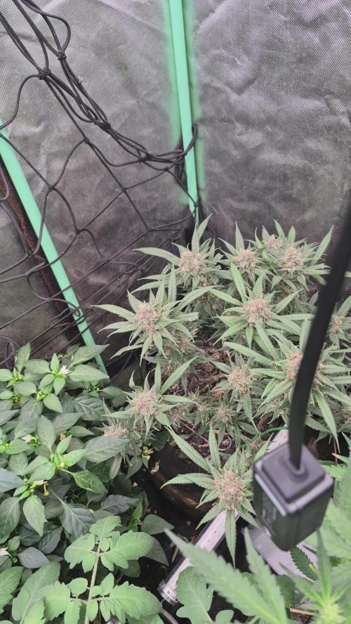 FF trop.cookies 420fastbuds. Week 13