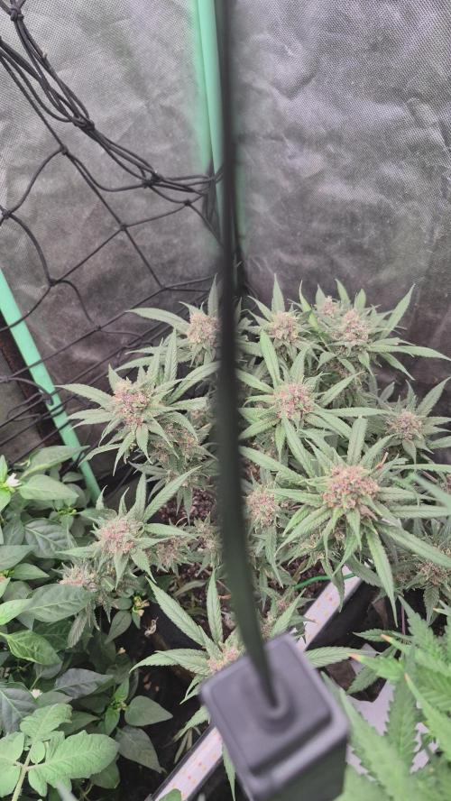 FF trop.cookies 420fastbuds. Week 13