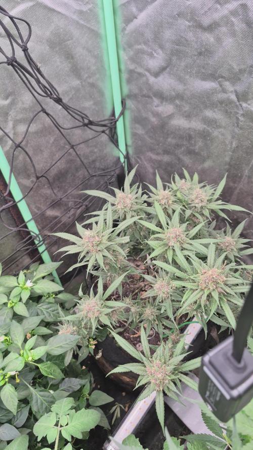 FF trop.cookies 420fastbuds. Week 13