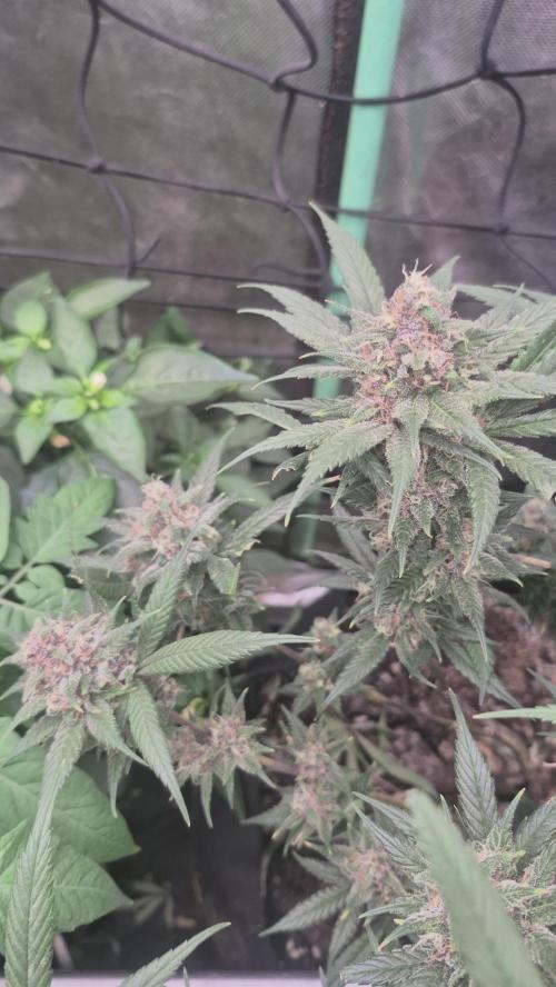 FF trop.cookies 420fastbuds. Week 13