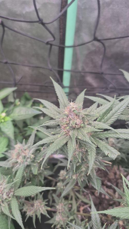 FF trop.cookies 420fastbuds. Week 13