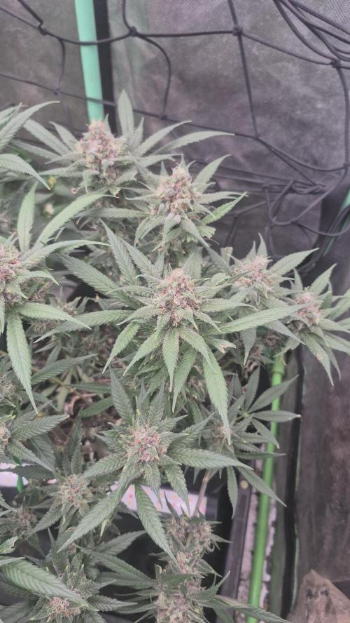 FF trop.cookies 420fastbuds. Week 13