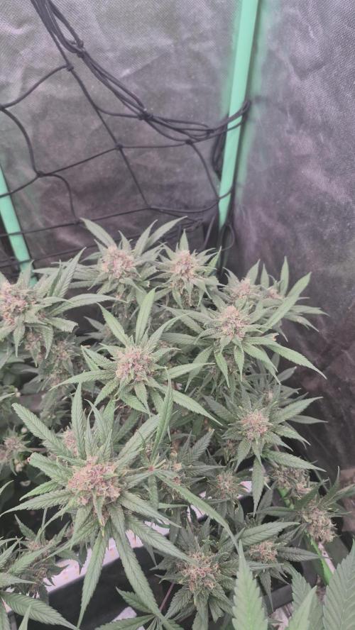 FF trop.cookies 420fastbuds. Week 13