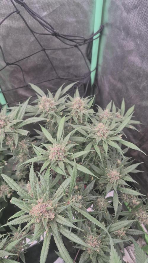 FF trop.cookies 420fastbuds. Week 13