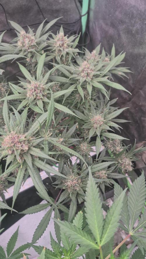 FF trop.cookies 420fastbuds. Week 13
