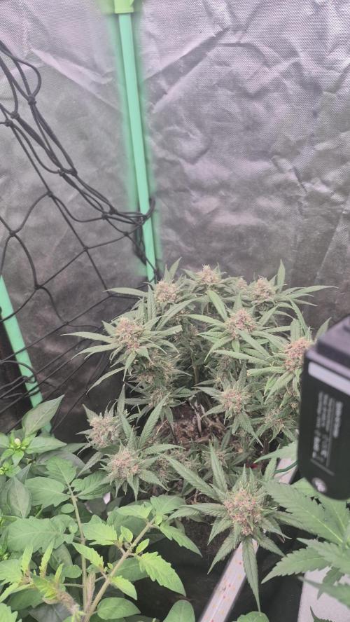 FF trop.cookies 420fastbuds. Week 13