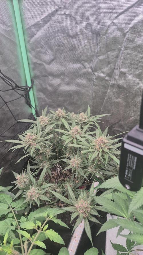 FF trop.cookies 420fastbuds. Week 13