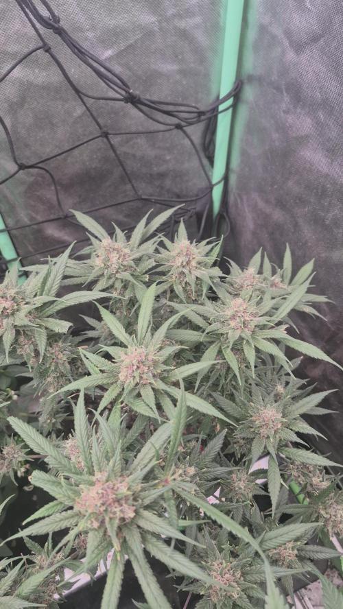 FF trop.cookies 420fastbuds. Week 13
