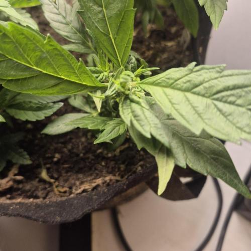 FF trop.cookies 420fastbuds. Week 13 - Tc clone 