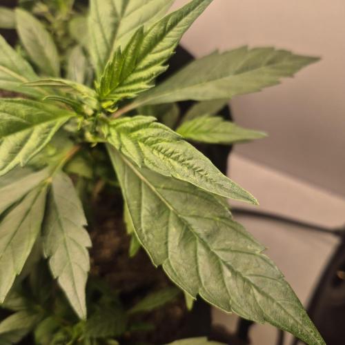 FF trop.cookies 420fastbuds. Week 13 - Tc clone