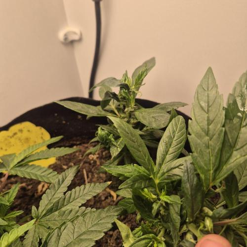 FF trop.cookies 420fastbuds. Week 13 - Tc clone