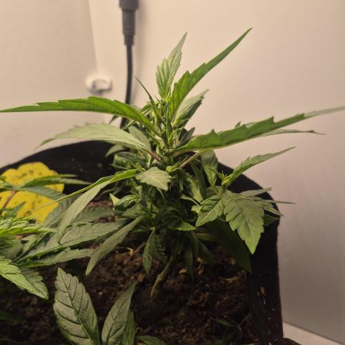 FF trop.cookies 420fastbuds. Week 13 - Trop cookies clone