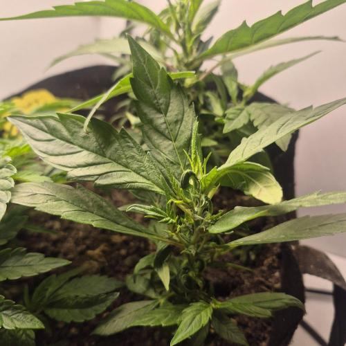 FF trop.cookies 420fastbuds. Week 13 - Clone trop cookie