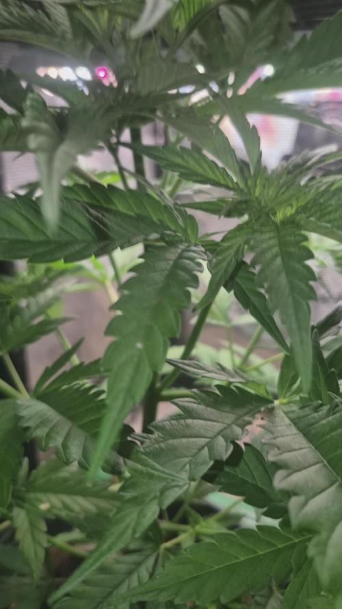 GG4 SHERBERT FF 420FASTBUDS vegitation. Week 8