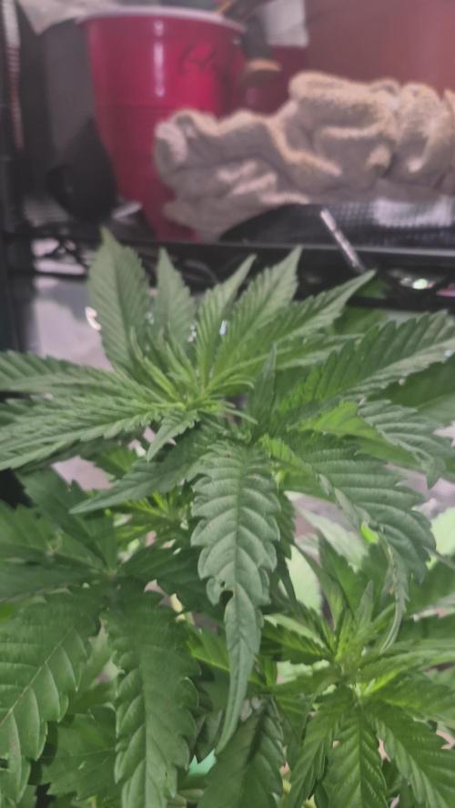 GG4 SHERBERT FF 420FASTBUDS vegitation. Week 8