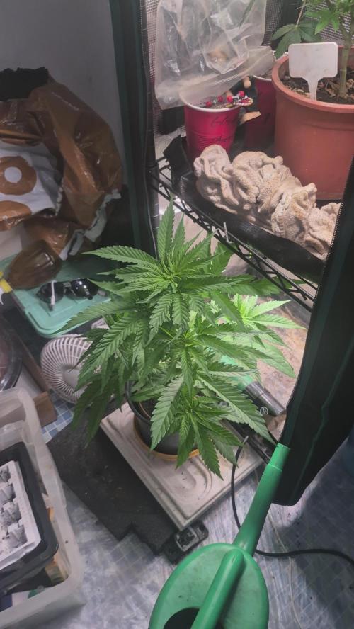 GG4 SHERBERT FF 420FASTBUDS vegitation. Week 8