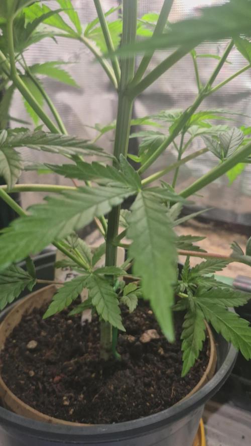 GG4 SHERBERT FF 420FASTBUDS vegitation. Week 8