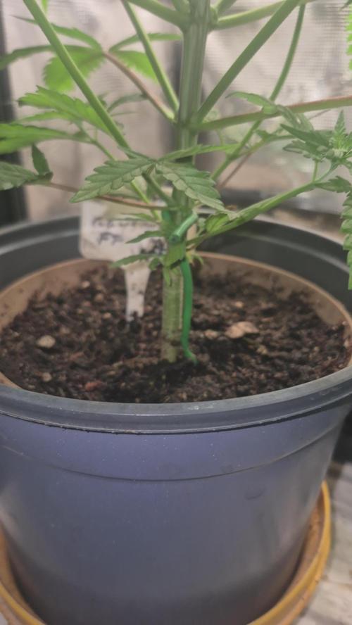 GG4 SHERBERT FF 420FASTBUDS vegitation. Week 8