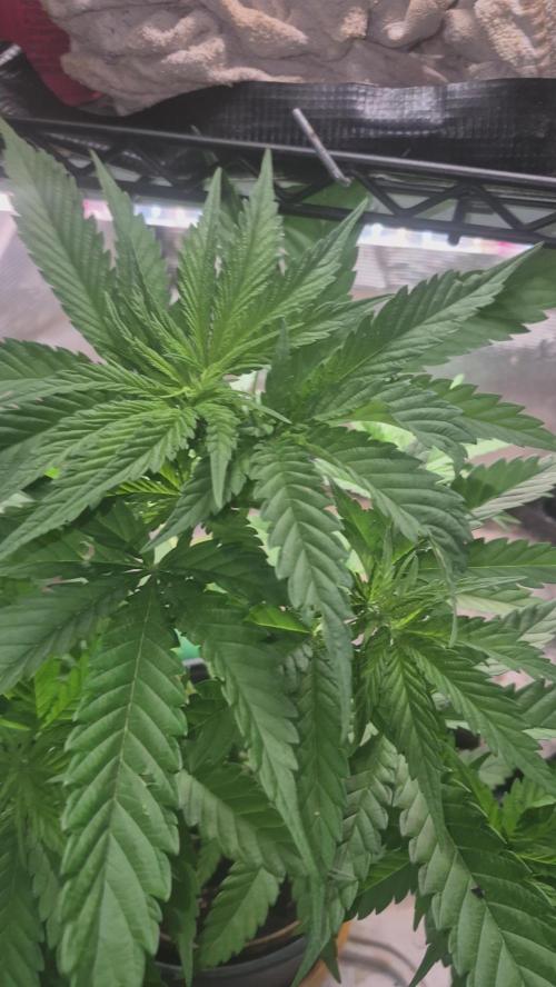 GG4 SHERBERT FF 420FASTBUDS vegitation. Week 8