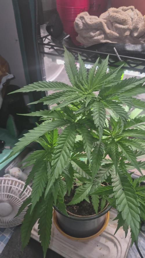 GG4 SHERBERT FF 420FASTBUDS vegitation. Week 8