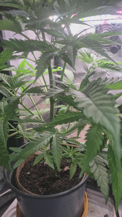 GG4 SHERBERT FF 420FASTBUDS vegitation. Week 8